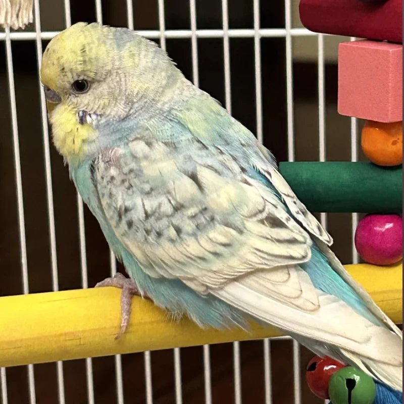 Pet Bird Swing Toys Parrot Wooden Swing - ProPawPet.com
