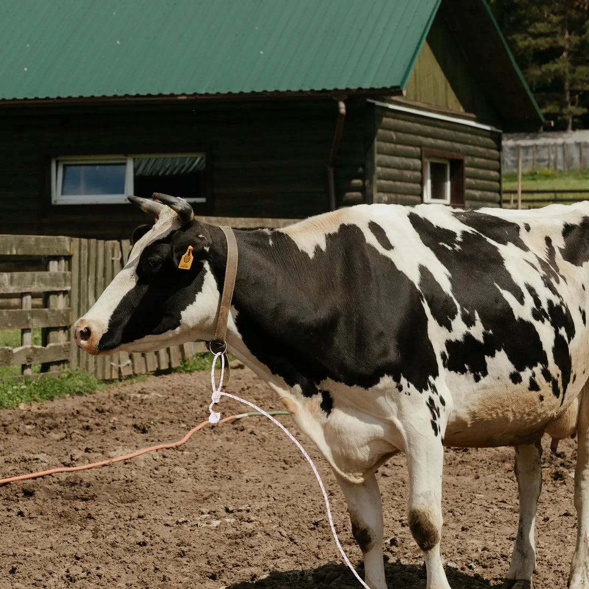 Cattle Rope Halter Heavy Duty Thickened Lead - ProPawPet.com