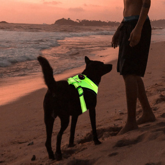 1pcs Set Luminous LED Dog Vest USB Charging - ProPawPet.com