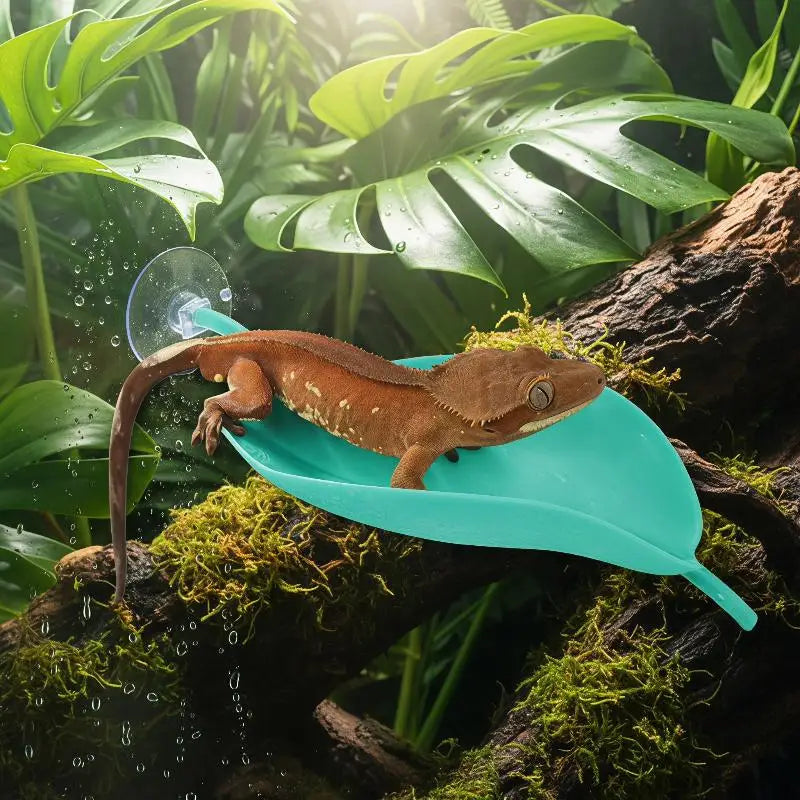 Frog Habitat Suction Cup Reptile Basking - ProPawPet.com