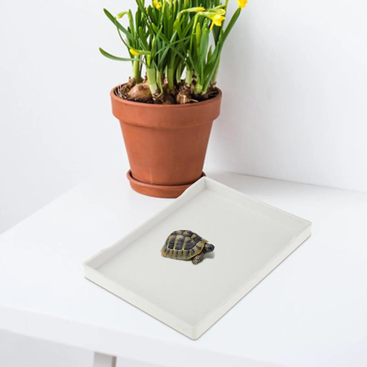 Reptile Water Bowl Terrarium Bowl Turtle - ProPawPet.com