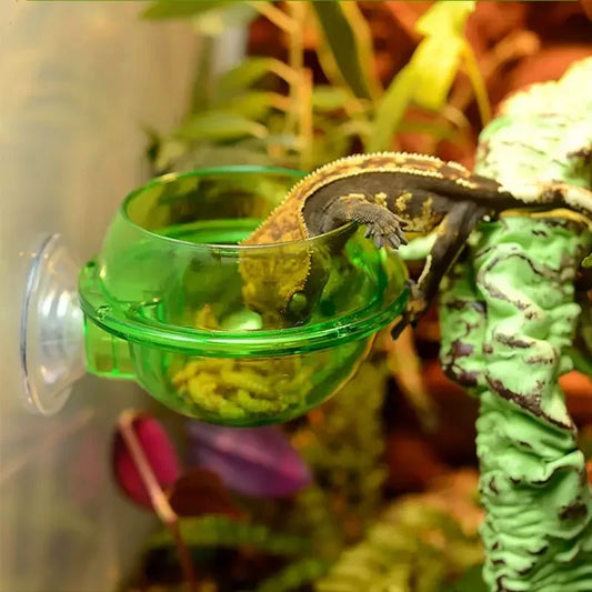 Reptile Feeding Bowl Clear Anti-escape Pet - ProPawPet.com