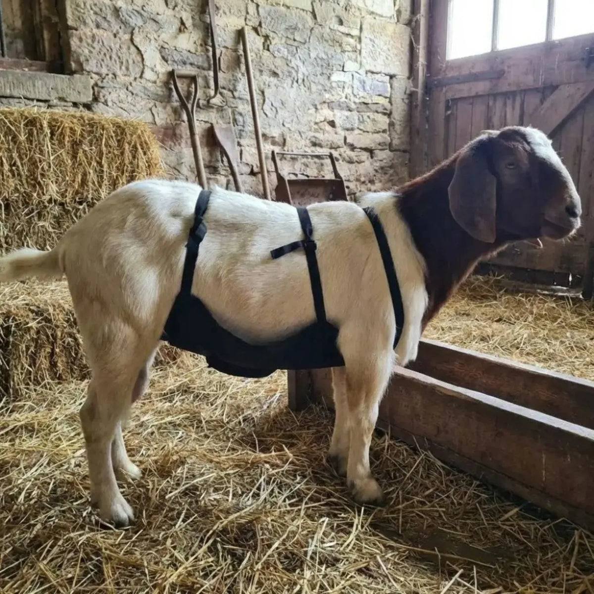 Breathable Wear Resistant Livestock Anti - ProPawPet.com