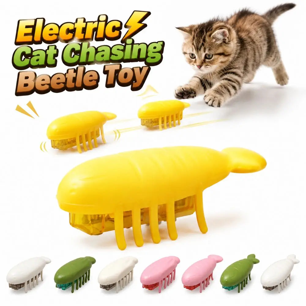 Interactive Play Electric Cat Chasing Beetle - ProPawPet.com