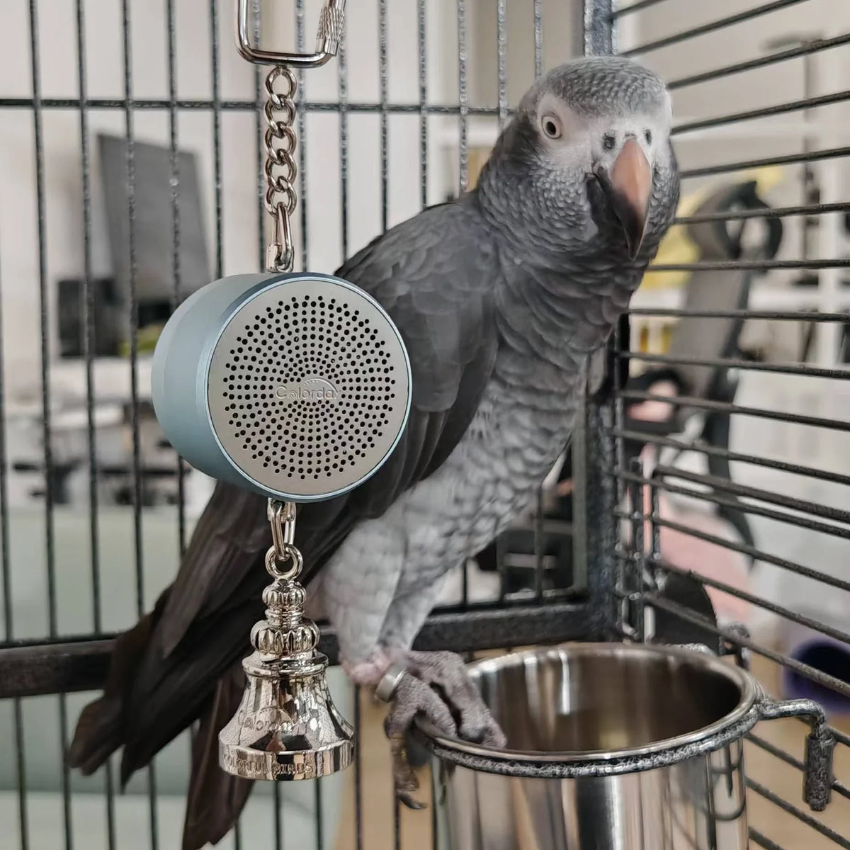 Parrot Toys to Teaching Training Bird - ProPawPet.com