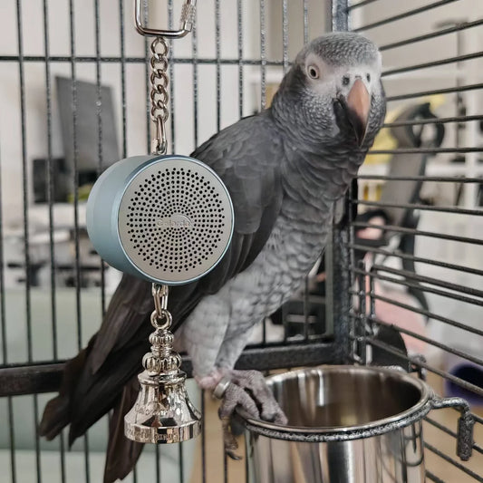 Parrot Toys to Teaching Training Bird - ProPawPet.com