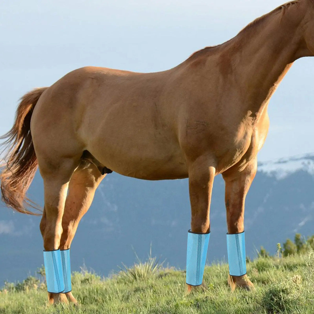 4Pcs Professional Mesh Boots Horse Leg - ProPawPet.com