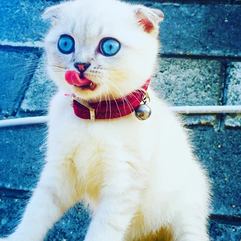 Heart Charm and Bell Cat Collar Safety - ProPawPet.com