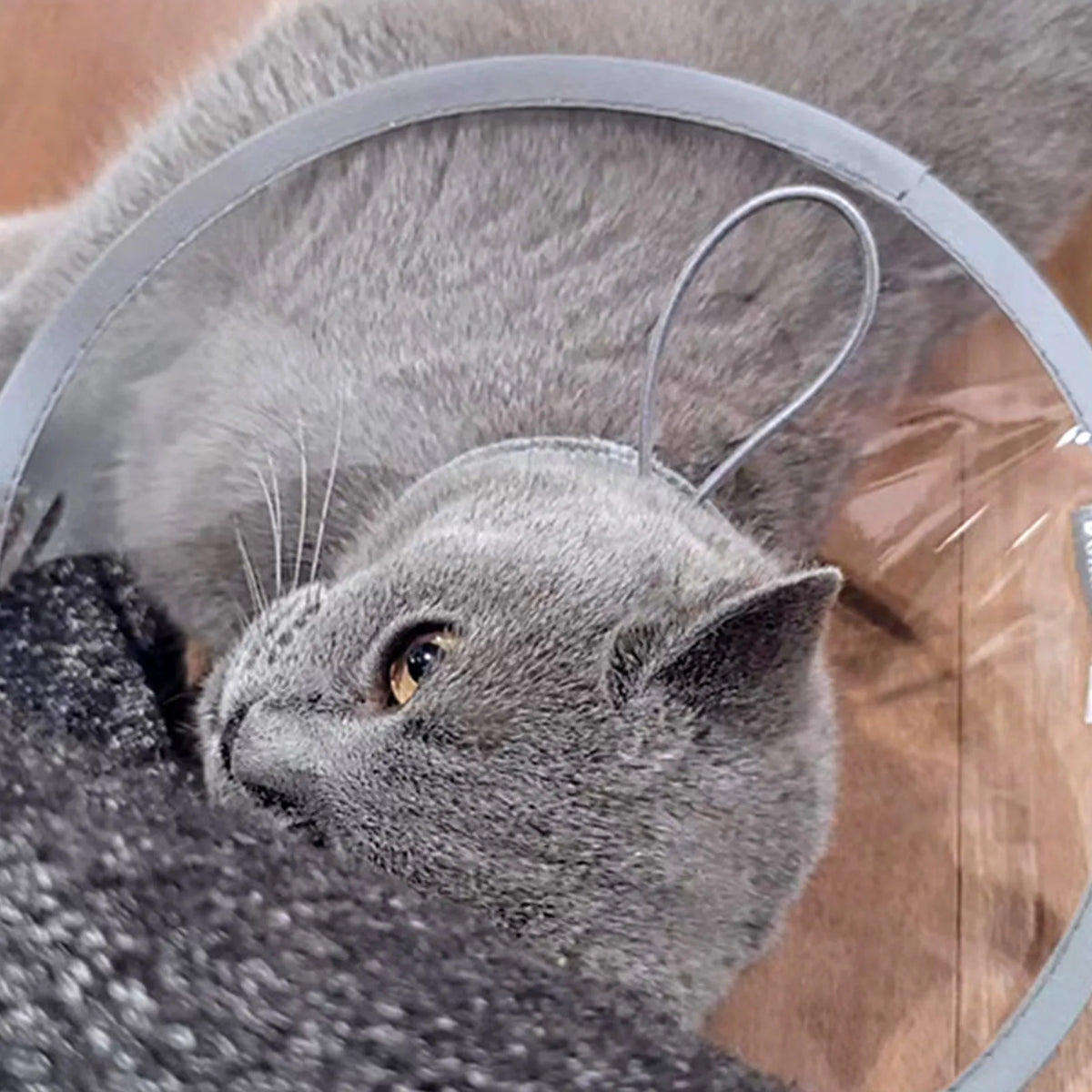  Pet Collar Transparent and Comfortable - ProPawPet.com