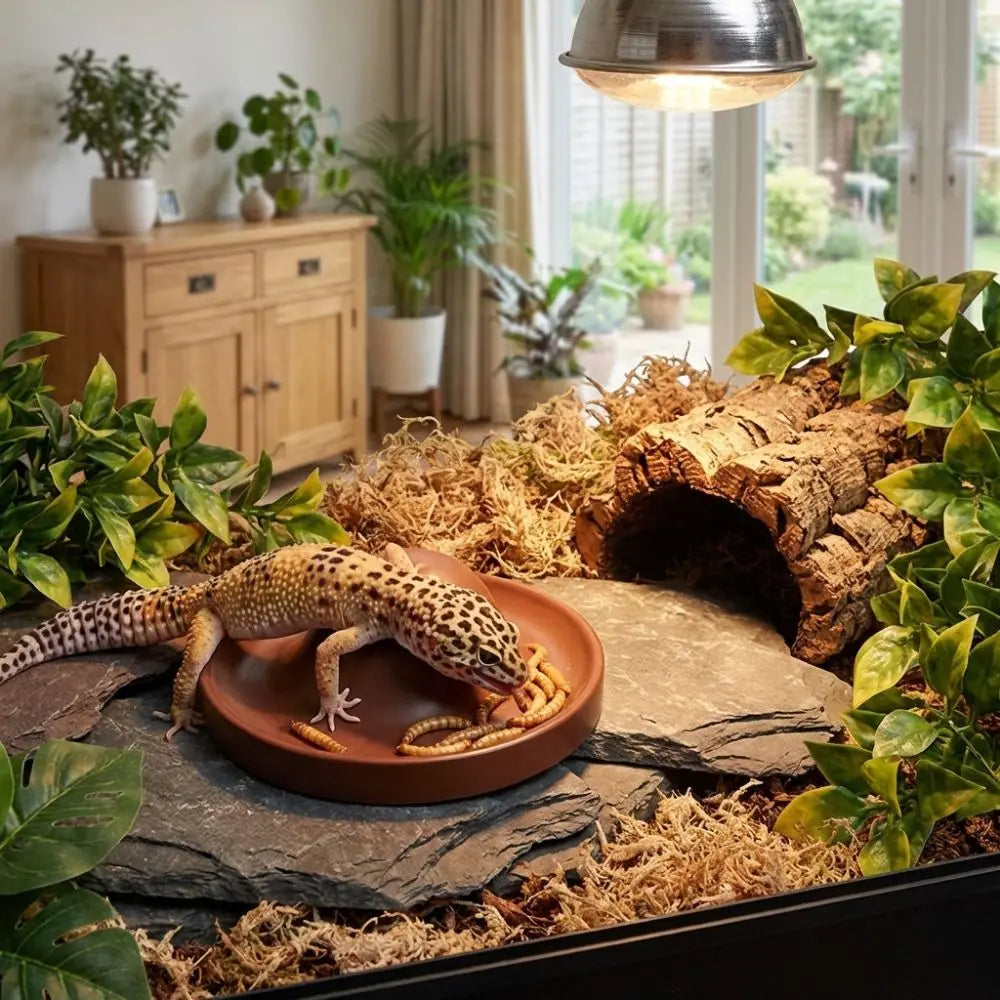 Plastic Reptile Feeder Bowl Escape Proof - ProPawPet.com