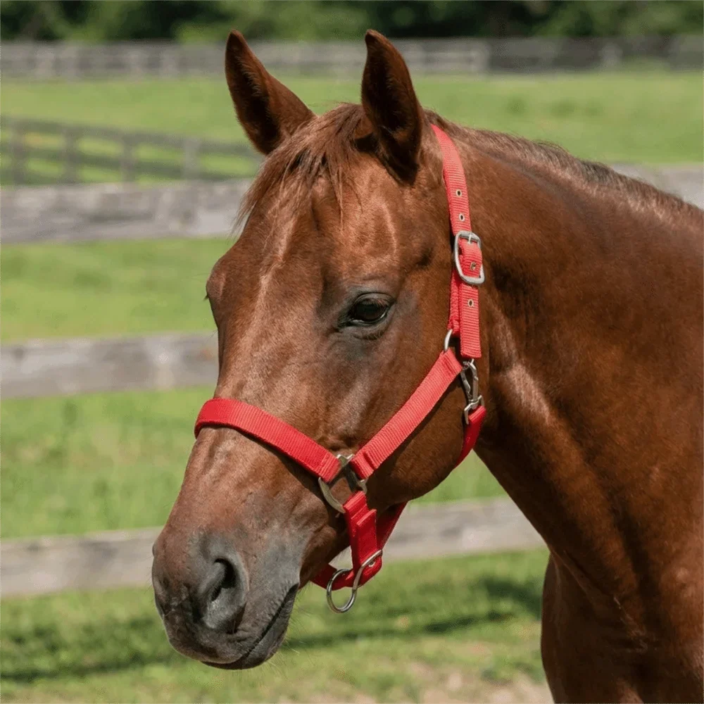 Universal Fit Adjustable Horse Halter - ProPawPet.com