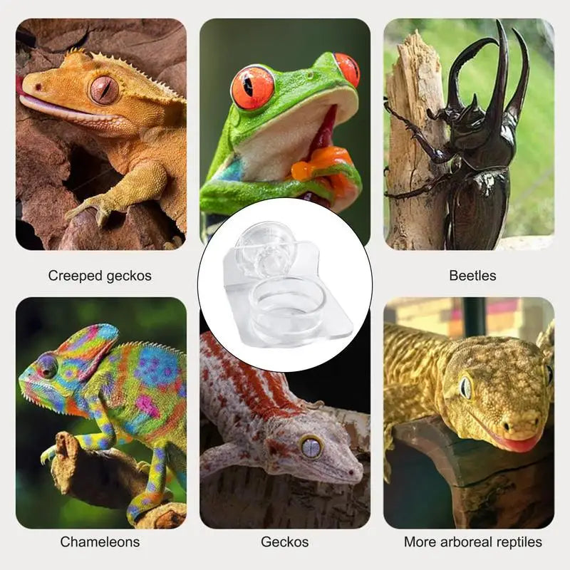 Gecko Feeding Dish Reptiles Feeder Bowl with - ProPawPet.com