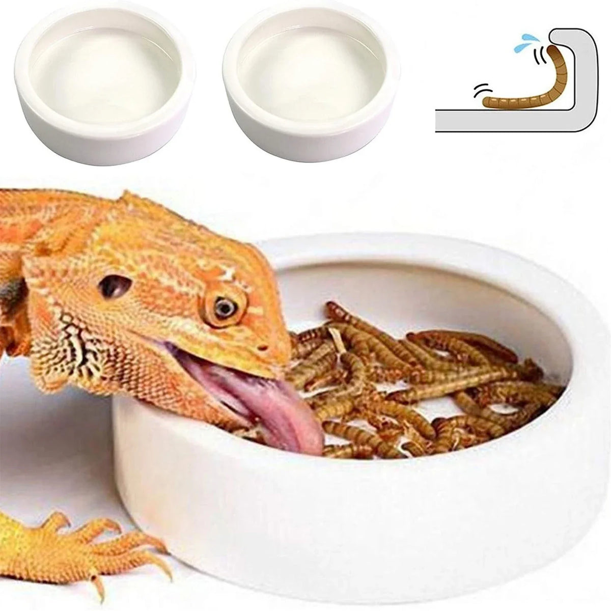 Reptile Food Bowl Feeding and Watering Bowl - ProPawPet.com