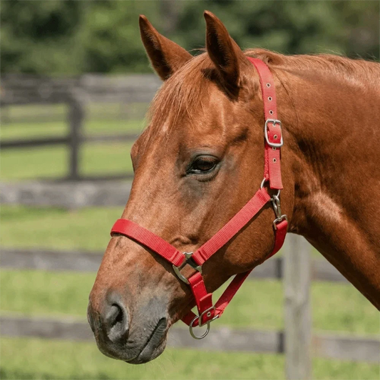Universal Fit Adjustable Horse Halter - ProPawPet.com