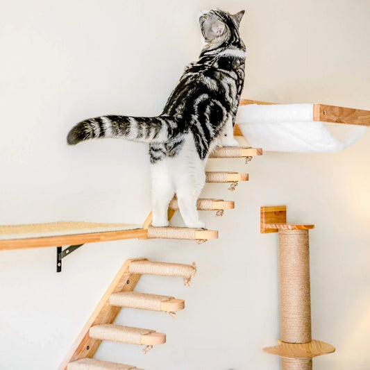 Large Cat Climbing Stairs, Solid Wood Ledge - ProPawPet.com