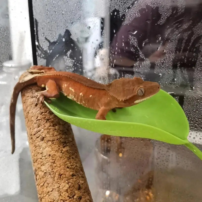 Frog Habitat Suction Cup Reptile Basking - ProPawPet.com