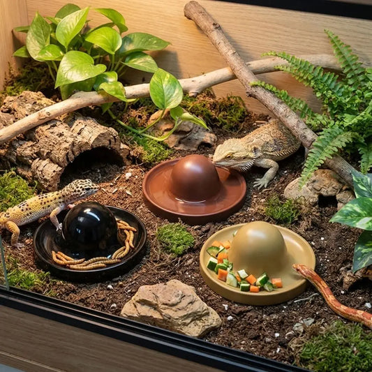 Plastic Reptile Feeder Bowl Escape Proof - ProPawPet.com