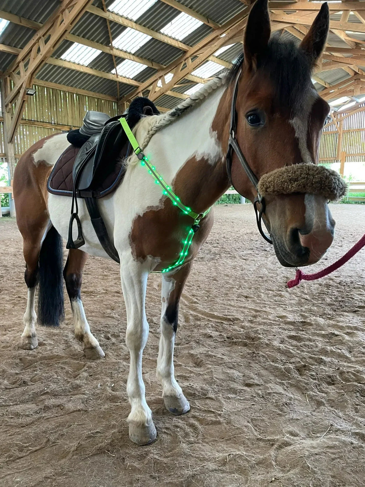 LED Horse Harness Nylon Night Visible Horse - ProPawPet.com