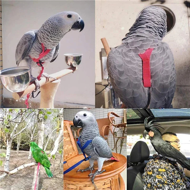 Anti-Bite Bird Harness Leash Set Parrot - ProPawPet.com