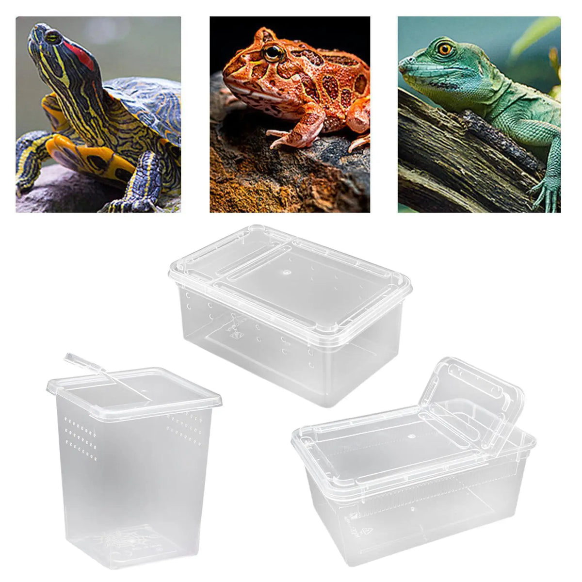 Reptile Feeding Box Terrarium Mini Clear - ProPawPet.com