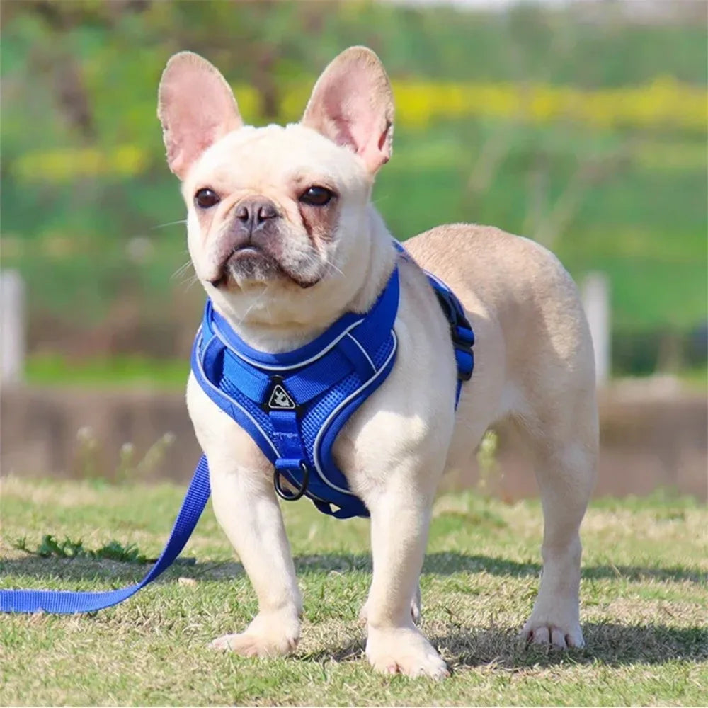 No Pull Dog Harness and Leash Set Adjustable - ProPawPet.com