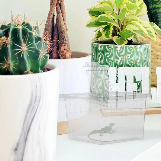 20Pcs Insect Observation Boxes Transparent - ProPawPet.com