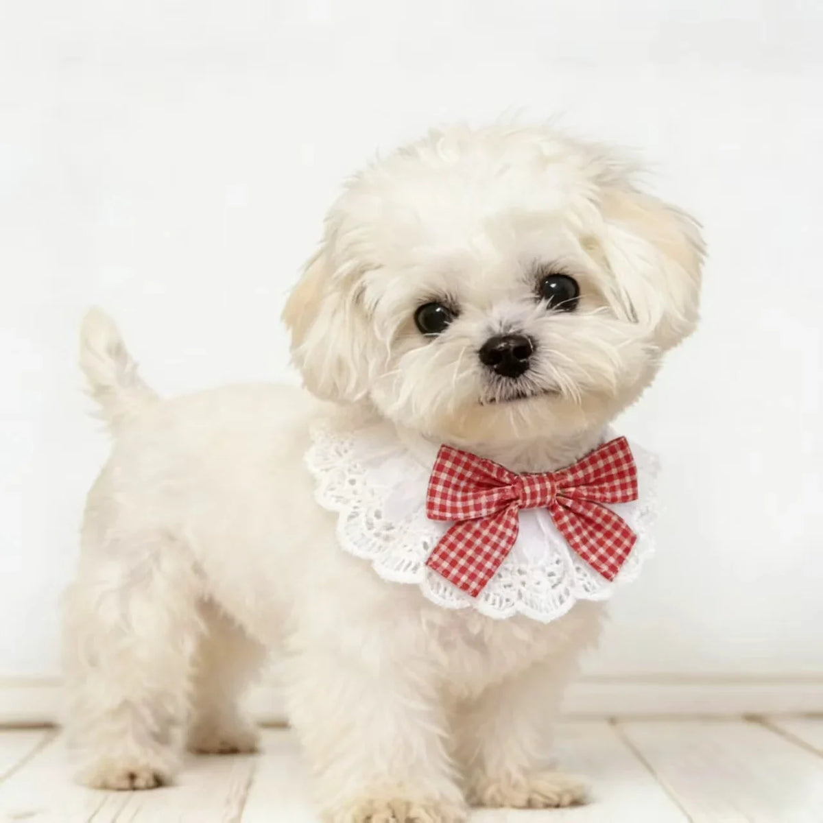 Pet Lace Bib Collar Plaid Bowknot Adjustable - ProPawPet.com