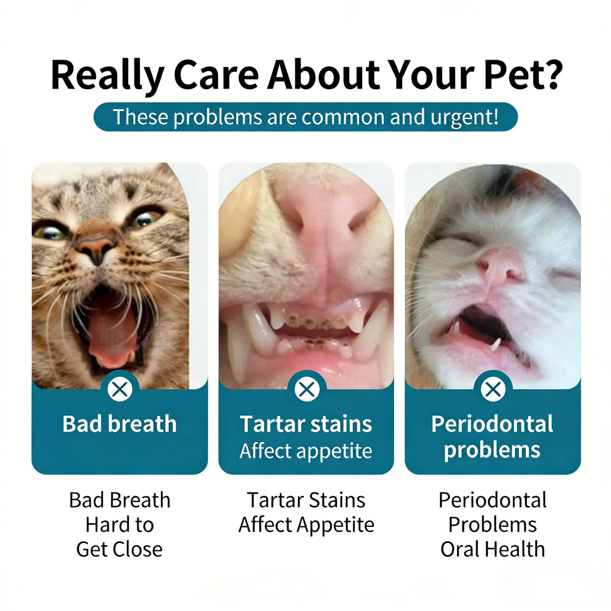 3 Pcs Pet Toothbrush Soft-bristled - ProPawPet.com
