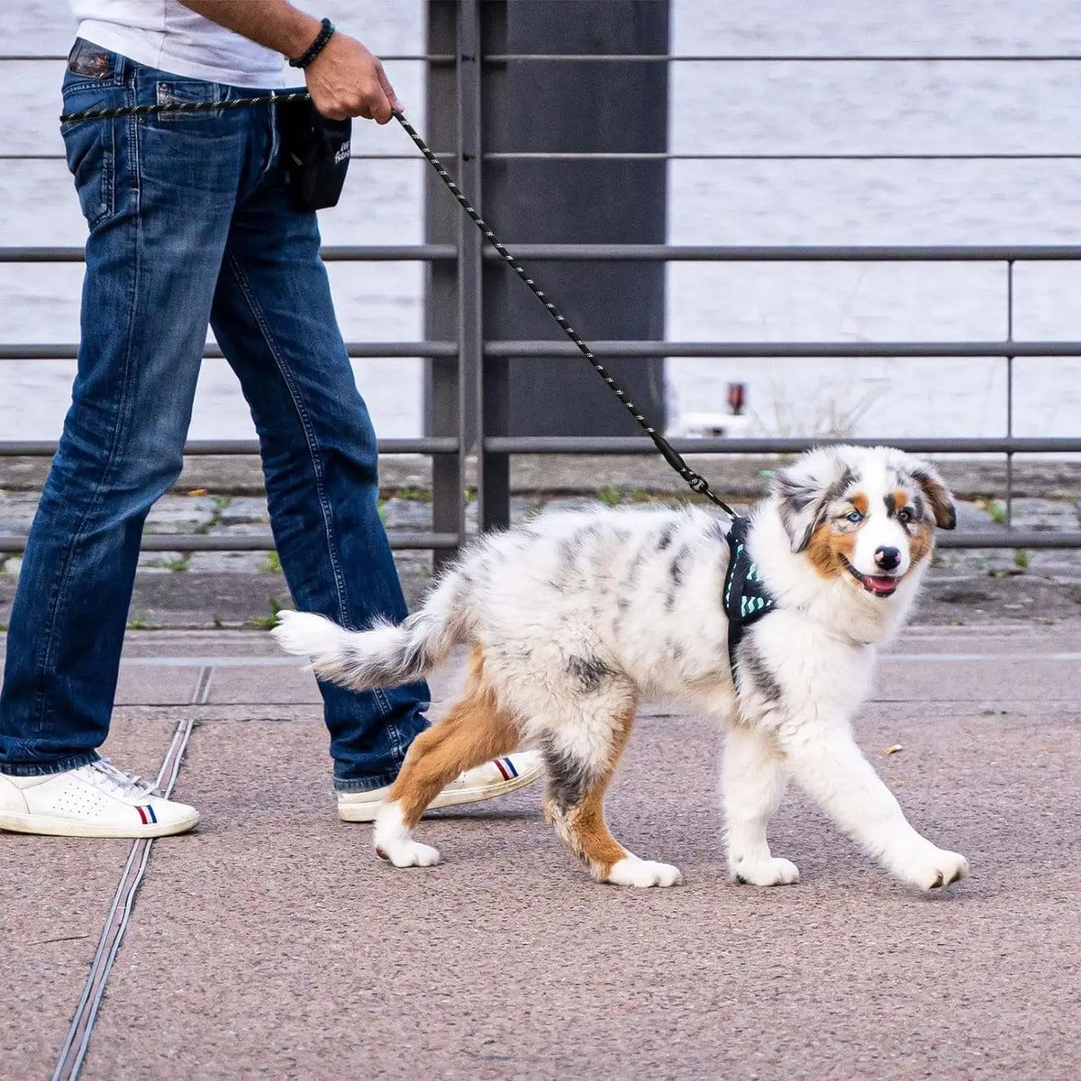 2M Pet Dog Leash with Soft Padded Handle - ProPawPet.com