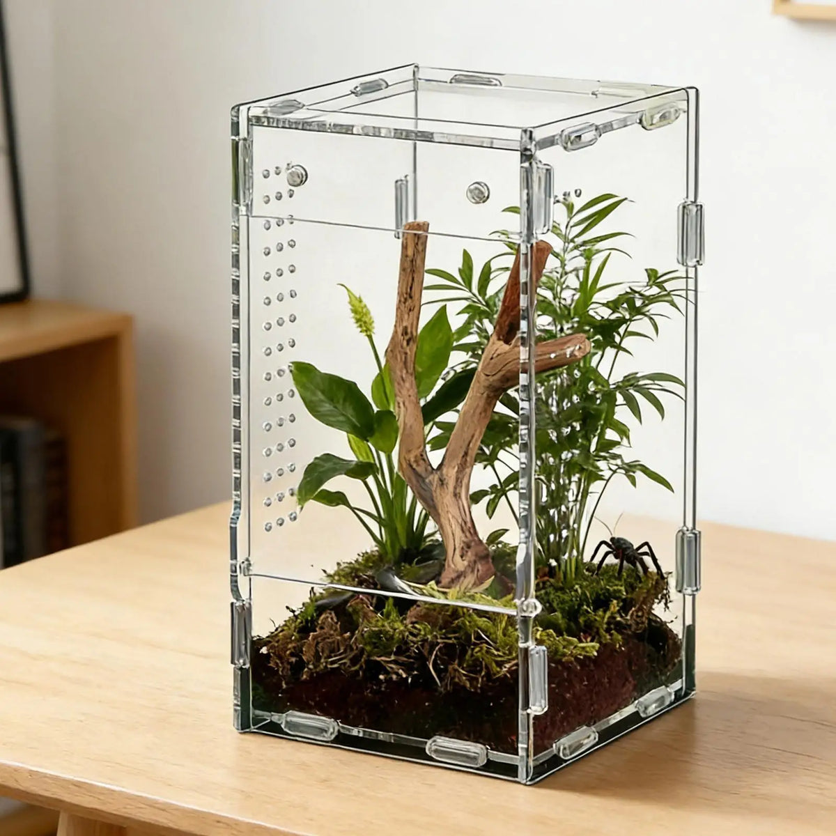 Acrylic Jumping Spider Enclosure Escape - ProPawPet.com