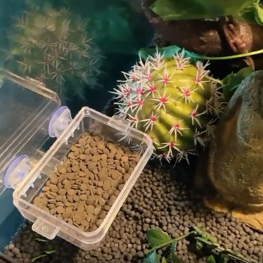 Reptile Feeder ABS Reptile Feeding Bowl with - ProPawPet.com