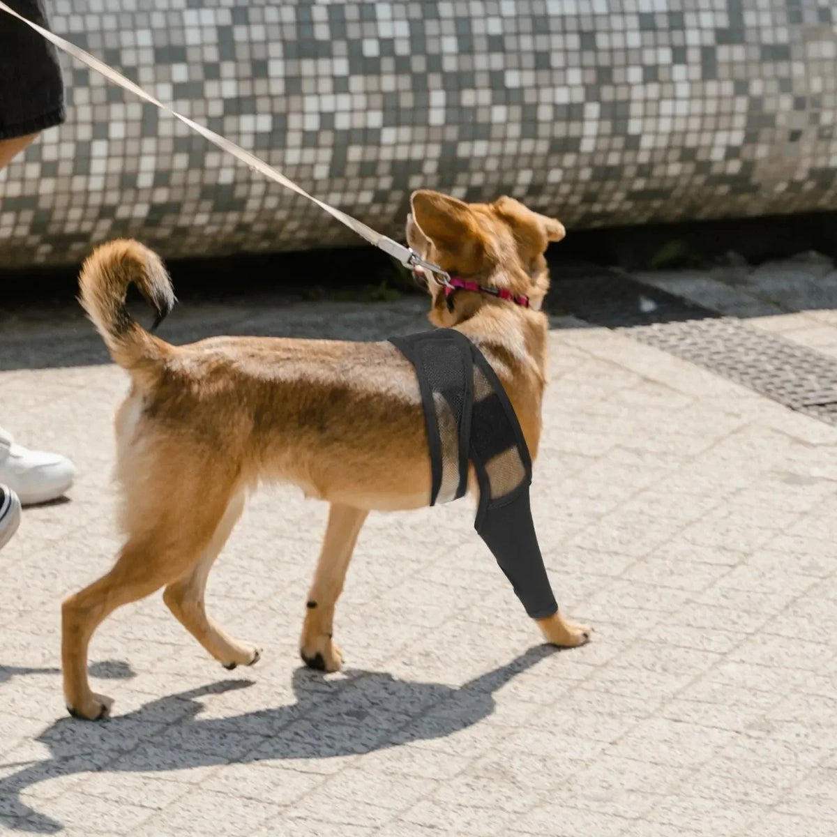 Dog Rear Leg Brace for Large Dogs Knee Joint - ProPawPet.com