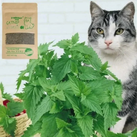 New Organic 100% Natural Cat Catnip Cattle - ProPawPet.com