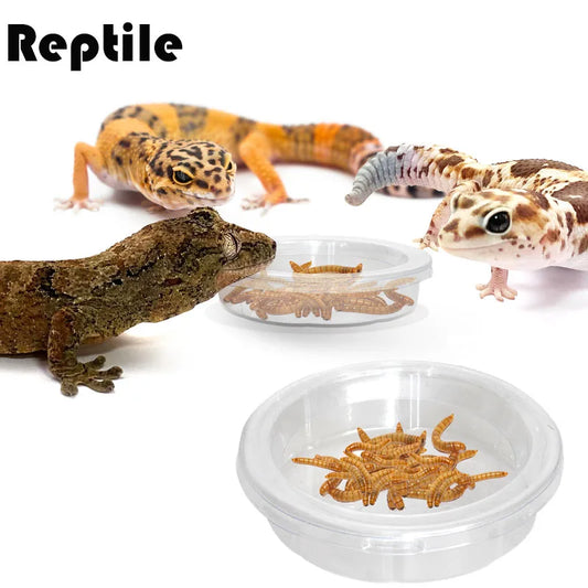 Reptile Accessories Feedding Bowl Insect - ProPawPet.com