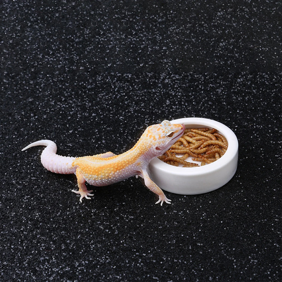 Reptile Food Bowl Feeding and Watering Bowl - ProPawPet.com