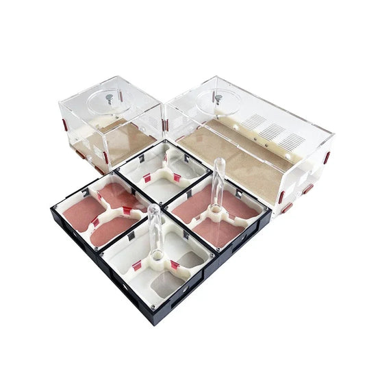 Unlimited Expansion Ant Farm Acrylic Ant - ProPawPet.com