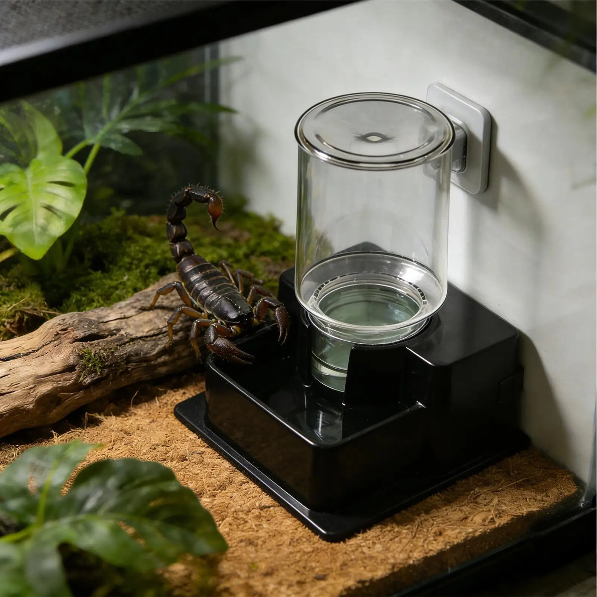 Reptile Water Dispenser Automatic Detachable - ProPawPet.com