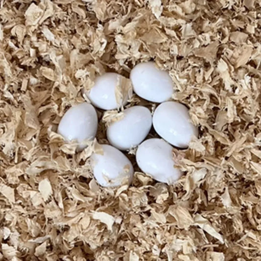 10pcs New Realistic Fake Bird Eggs - ProPawPet.com