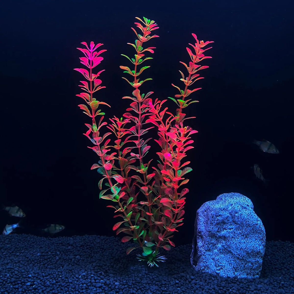 30cm High Aquarium Simulated Water Plants - ProPawPet.com