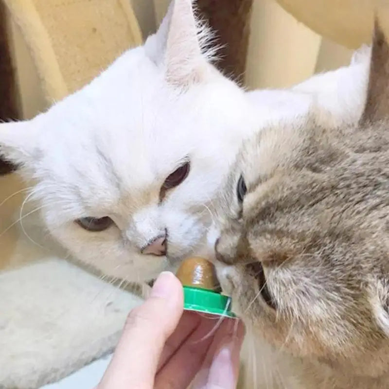 Cat Licking Catnip Ball – photo 4