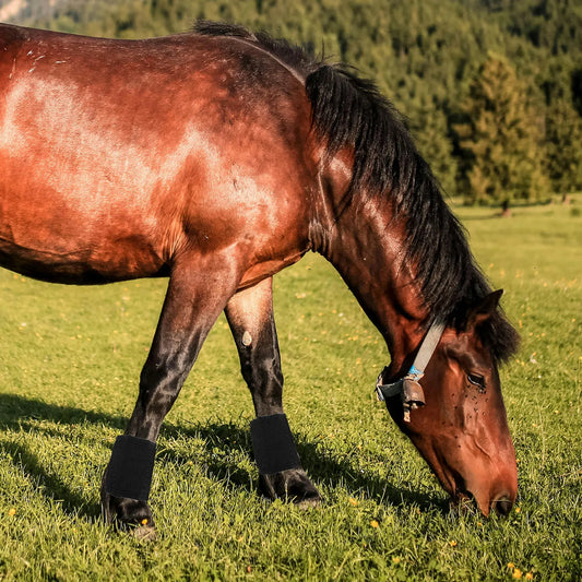 2Pcs Horse Boots Protective Leg Wraps for - ProPawPet.com