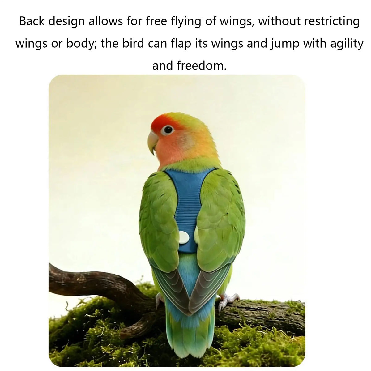 Bird Harness & Leash Kit Parakeet Flying - ProPawPet.com