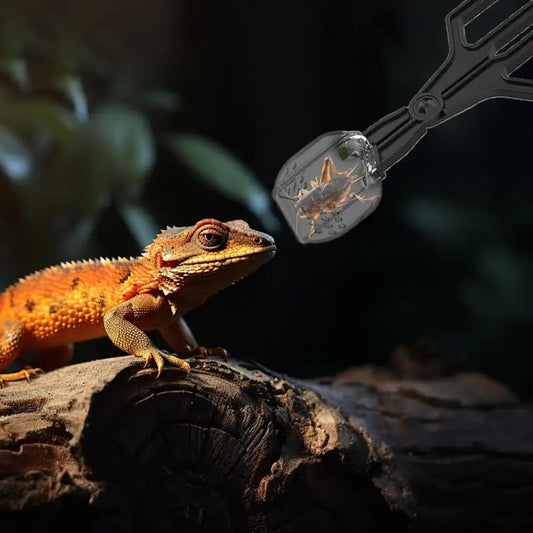 Crickets Feeder For Reptiles 3 Pieces Clip - ProPawPet.com
