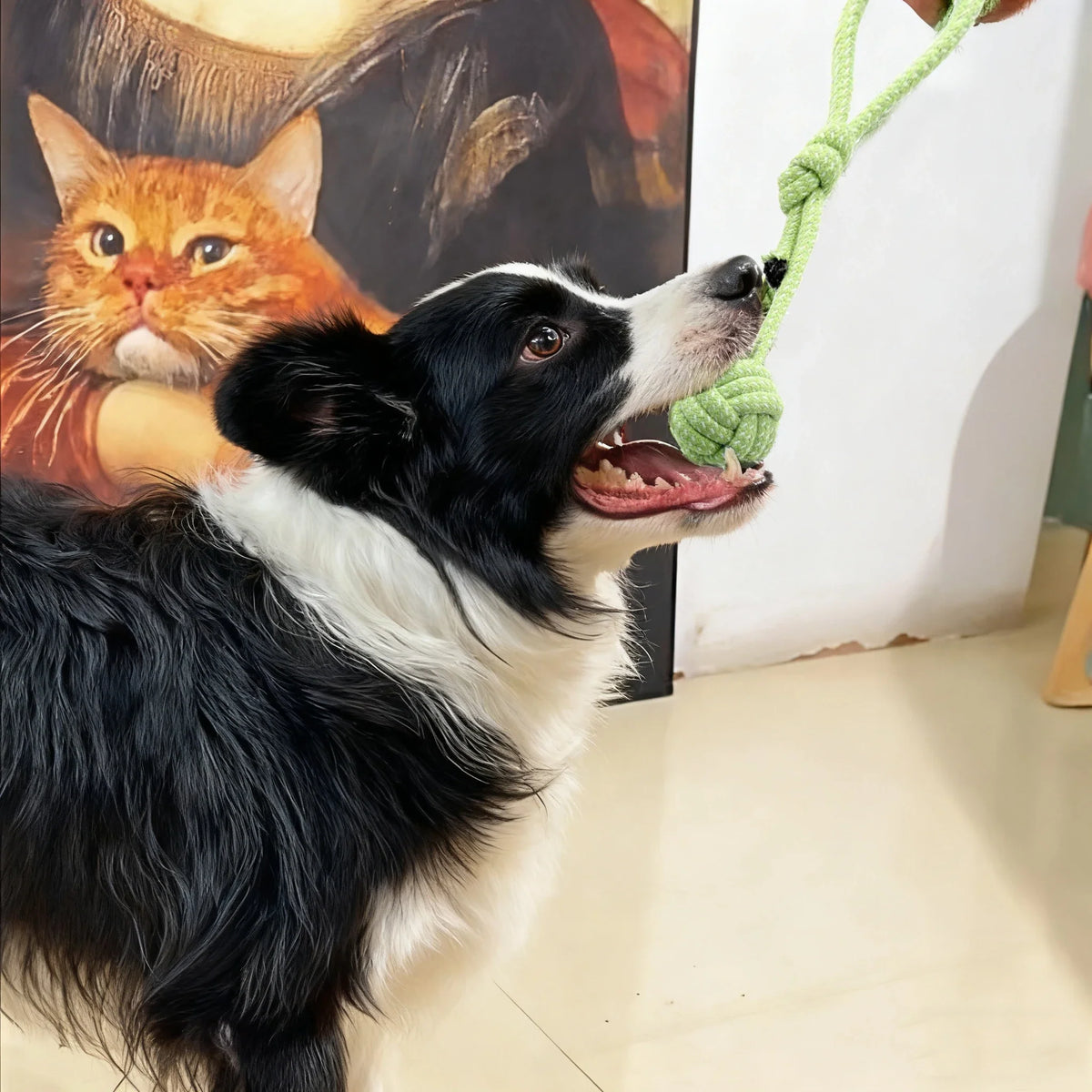 New Eco-friendly Durable Single Loop - ProPawPet.com