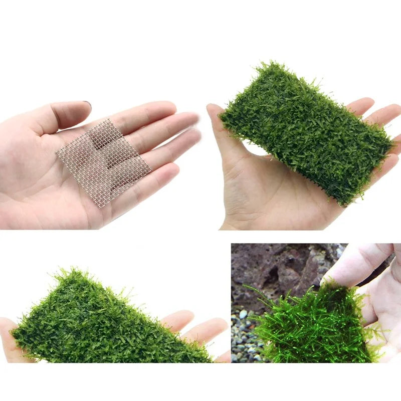 Aquarium Moss Tree Sponge Stainless Steel - ProPawPet.com