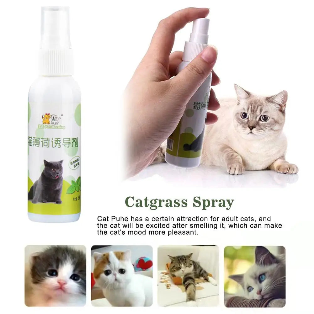 1pcs 50ml Cat Catnip Spray Natural Healthy - ProPawPet.com