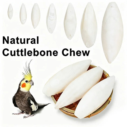 Natural Cuttlebone Chew Toy 1pc for Parrots - ProPawPet.com