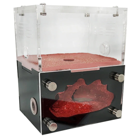 Acrylic Ant Farm Newbie The Concrete Ant - ProPawPet.com