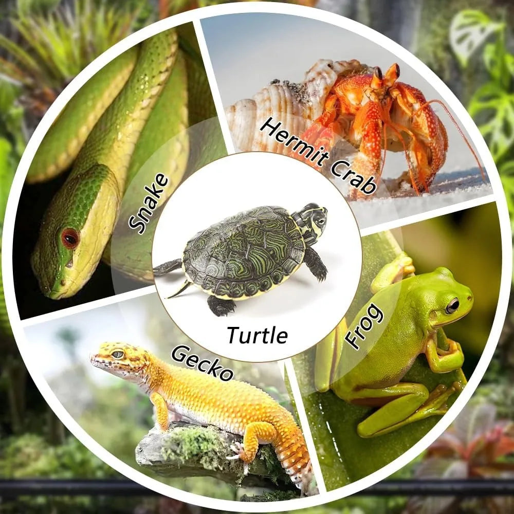 Turtle Bathing Pool, Reptile Feeding Dish - ProPawPet.com
