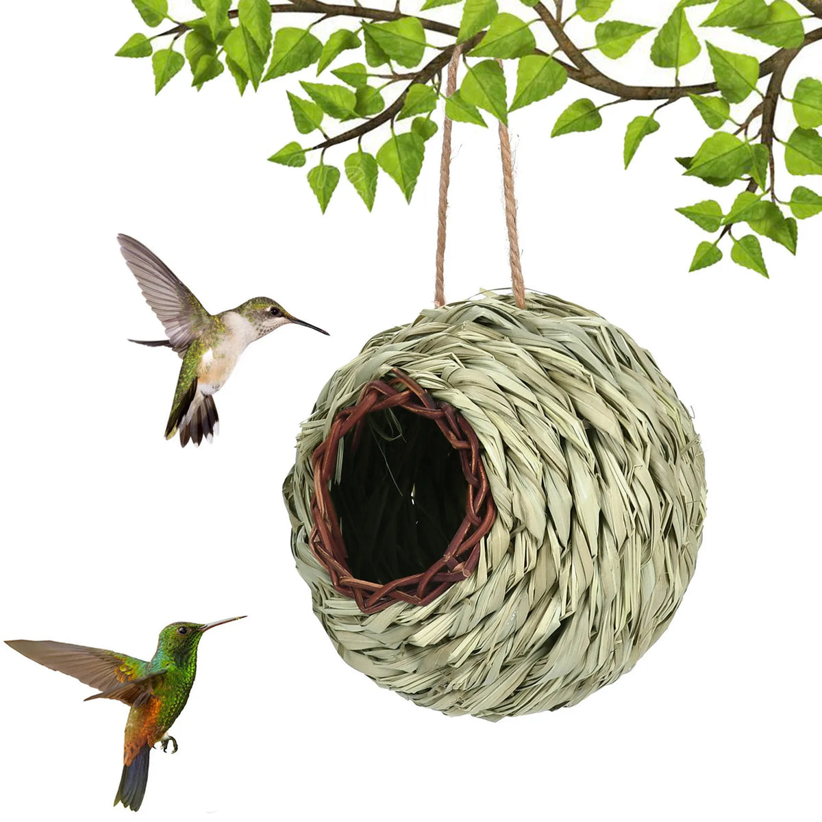 Transparent Design Parakeet Cockatiel Bird - ProPawPet.com